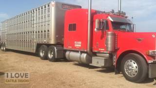 Loading cattle in Archer City, Texas
