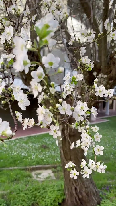 Ameixeira em flores #ameixas #susine #susineinfiore #ameixeiraemflor #ameixeira #susinerosse