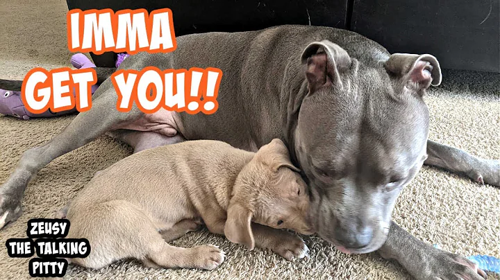 Cutest Pitbull Puppy Tries Attacking His Brother! ...
