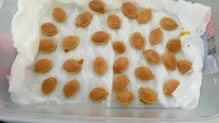 畑の草刈りとカボチャ種蒔き60粒? 畑の草刈りとカボチャ種蒔き60粒?