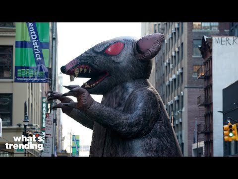 The Disturbing TRUTH About NYC's Rat Problem
