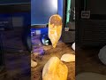 artifacts PORTABLE ROCK ART ooparts