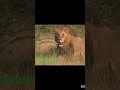 “Lion Mentality – Dar Ke Aage Jeet” ll #motivation , #lion , #shorts