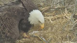 Decorah North Eagles Welcome to the World DN9! 3\/31\/19