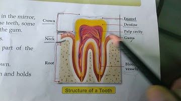 Class-4th, Science, Ch-2 (Teeth and Microbes) Revision, PT-1,Part-2