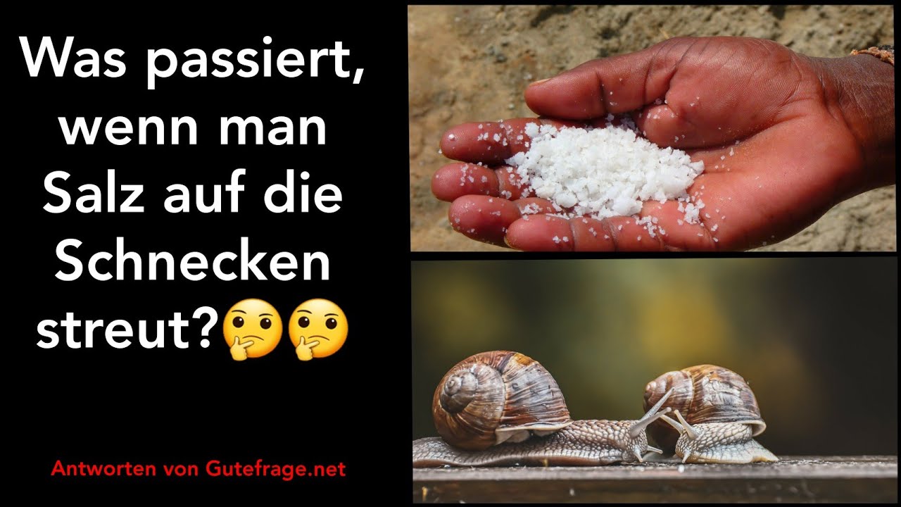Was Passiert Wenn Man Auf Salz Verzichtet Was passiert wenn man Nacktschnecken mit Salz überstreut? Finde in
