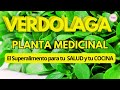 DOCUMENTAL La Verdolaga El Tesoro Oculto De La Medicina Natural DOCUMENTAL PLANTAS MEDICINALES DOCUMENTAL La Verdolaga El Tesoro Oculto De La Medicina Natural DOCUMENTAL PLANTAS MEDICINALES