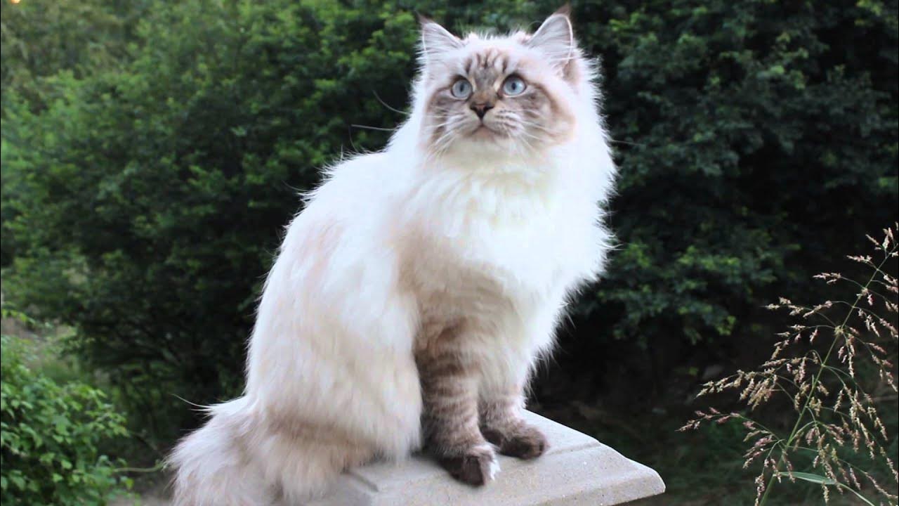 Ленинградская кошка фото