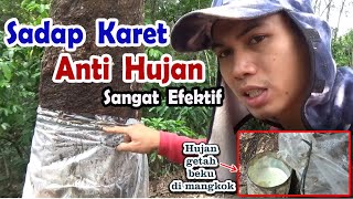 Menyadap karet ketika musim hujan - Menyadap karet di musim hujan - Sadap karet anti hujan