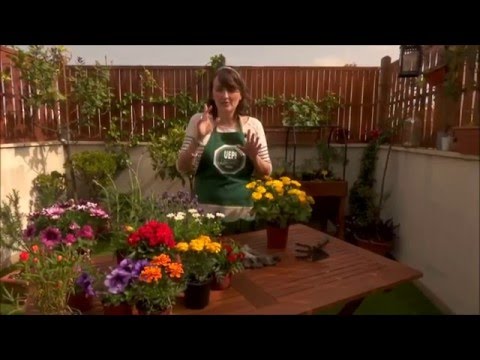 Vídeo: Quines Plantes Triar Per A Un Jardí Del Nord: Plantes Amb Un Sistema Arrel Obert I Tancat