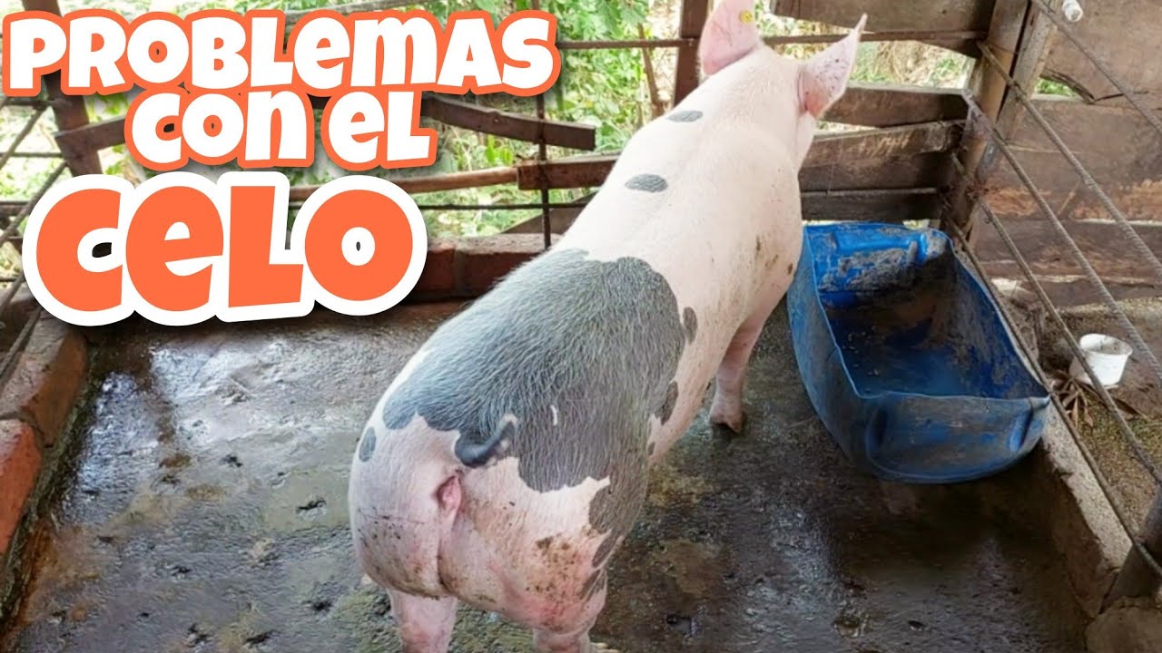 Por qué mi CERDA NO entra el CELO?? 🐷 6 CAUSAS MÁS COMUNES