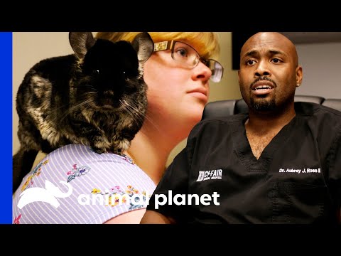 Dr. Ross Helps Jingles, The Chinchilla | The Vet Life