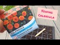 Autumn Sowing of Calendula