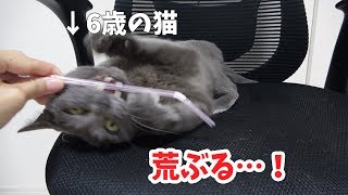 子猫のように荒ぶる6歳の成猫がこちらです
