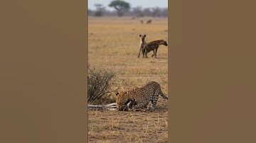 Leopard bite python #wildlife #animals #wildanimals #documentary