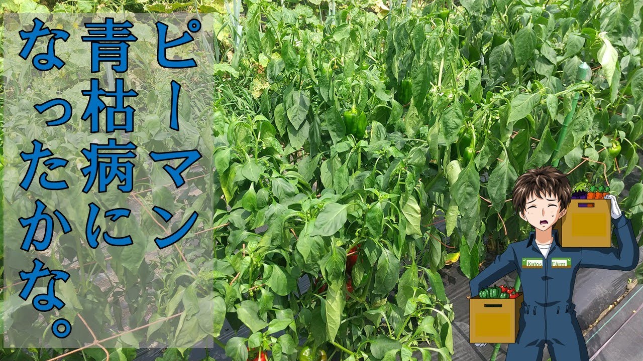 【ピーマン青枯病】自根じゃそろそろ厳しいかも･･･