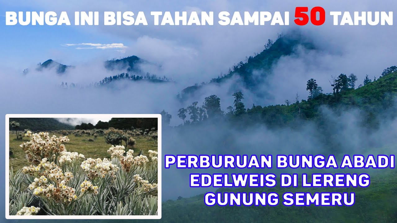 Perburuan Bunga  Abadi Edelweis  Di  Lereng Gunung  Semeru 