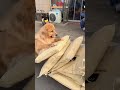 Golden Retriever Trade Time #shorts #dogs