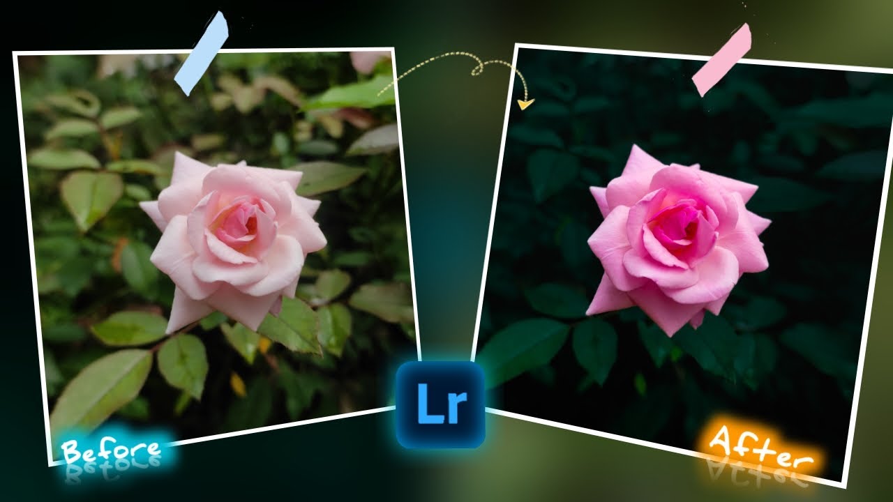 Lightroom rose photo editing.(moody rose editing).