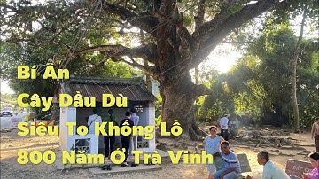 Bí ẩn cây Dầu Dù cổ thụ siêu to khổng lồ gần 800 năm tuổi ở Trà Vinh|Vùng Đất Rồng