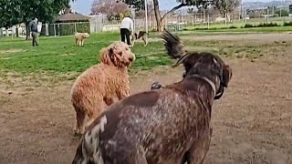 Watch out For Spinning Dog At Dog Park by Bodhi's World 408 views 3 weeks ago 10 minutes