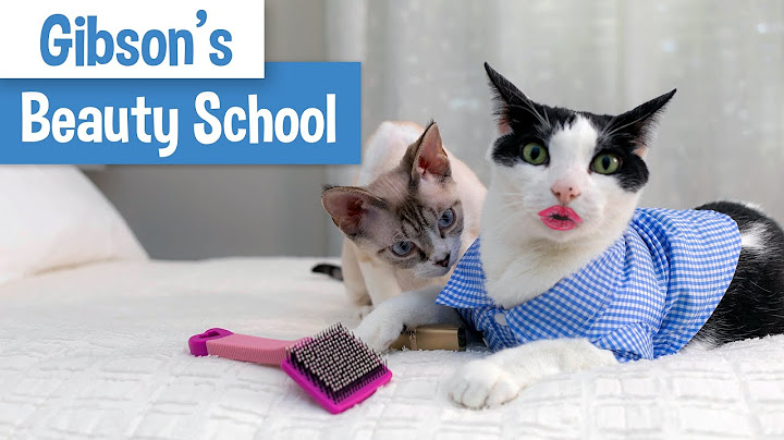 Watch the video about Funny Devon Rex Kitten Gives His Brother a Makeover | Original Music