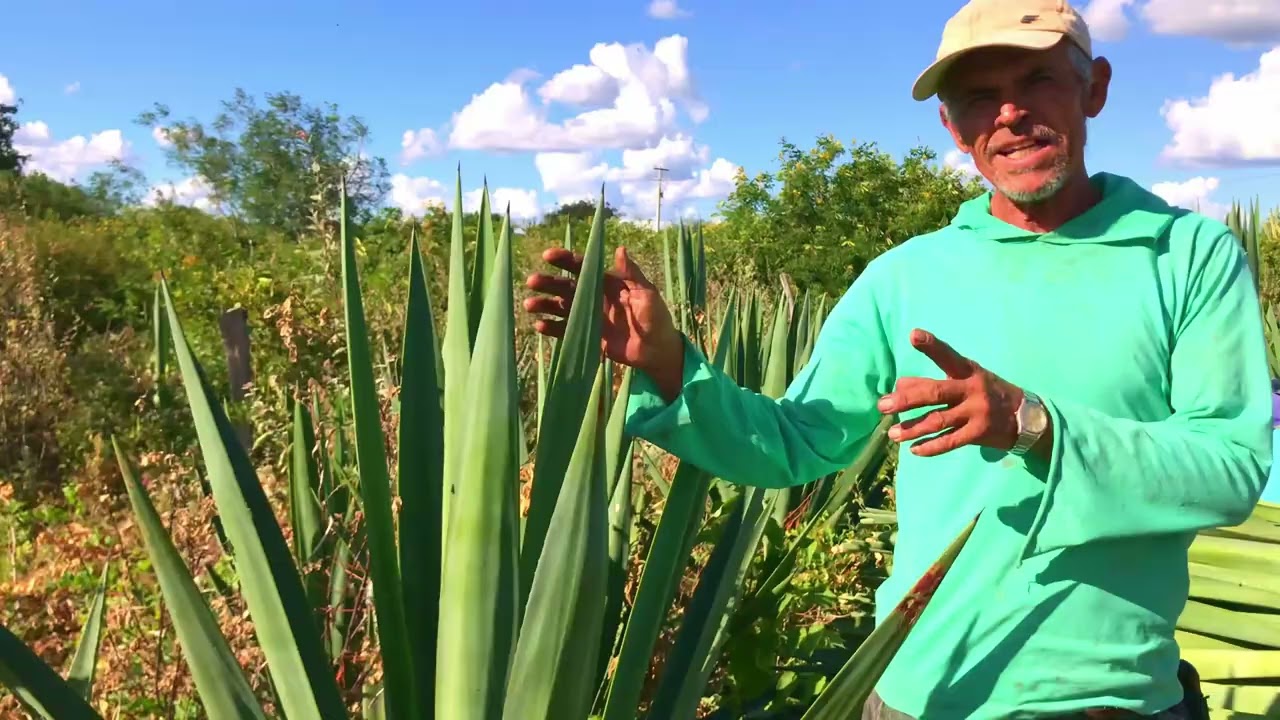 4k TIQUARA A HISTORIA COMPLETA CAMPO FORMOSO BAHIA NORDESTE SISAL FEIRA LIVRE PARQUE EOLICO