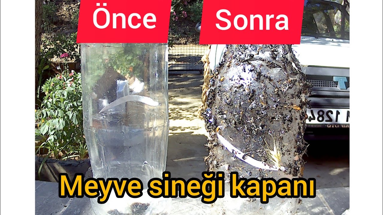 meyve kurduna en etkili yöntem