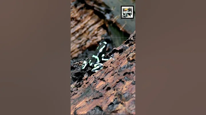 5 Quick Poison Dart Frog Facts - The Murder Kermit - Animal a Day #shorts