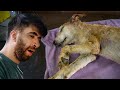 This injured dog started walking mid treatment #81