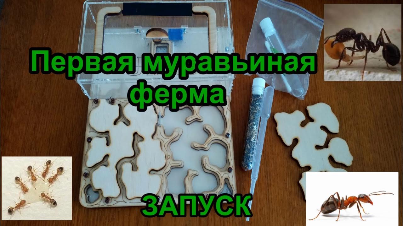 Исследовательский проект муравьиная ферма Небольшая история муравьиной фермы Наука и Техника Фотострана Пост № 849216918