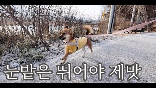 강아지 산책 눈오는날 나가 봤더니... by 시골청견-강아지 일상 Vlog 채널 255 views 4 months ago 4 minutes, 4 seconds