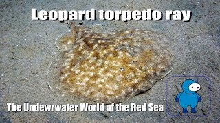 Индо-тихоокеанский электрический скат. Leopard torpedo ray Индо-тихоокеанский электрический скат. Leopard torpedo ray