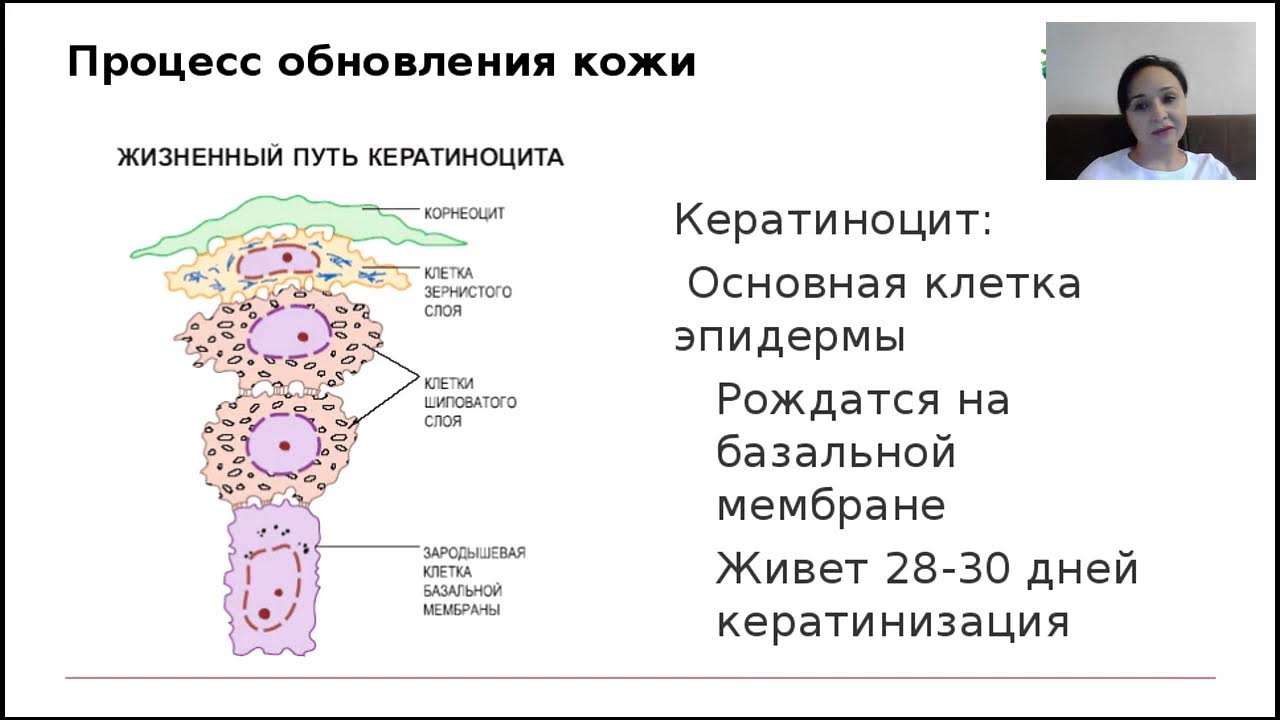 Процессов кожи и обладающее. Процесс обновления клеток кожи. жизненный путь кератиноцита. корнеоциты и кератиноциты. дифференциация кератиноцитов.
