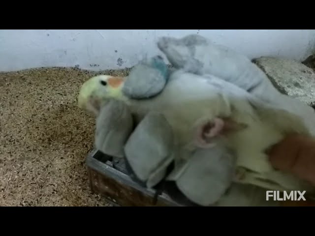 как отличить самку от самца у попугаев корелл