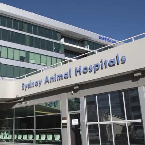Sydney Animal Hospitals - Dog Boarding Facilities - YouTube