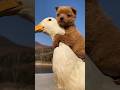 The Puppy and the Duck!