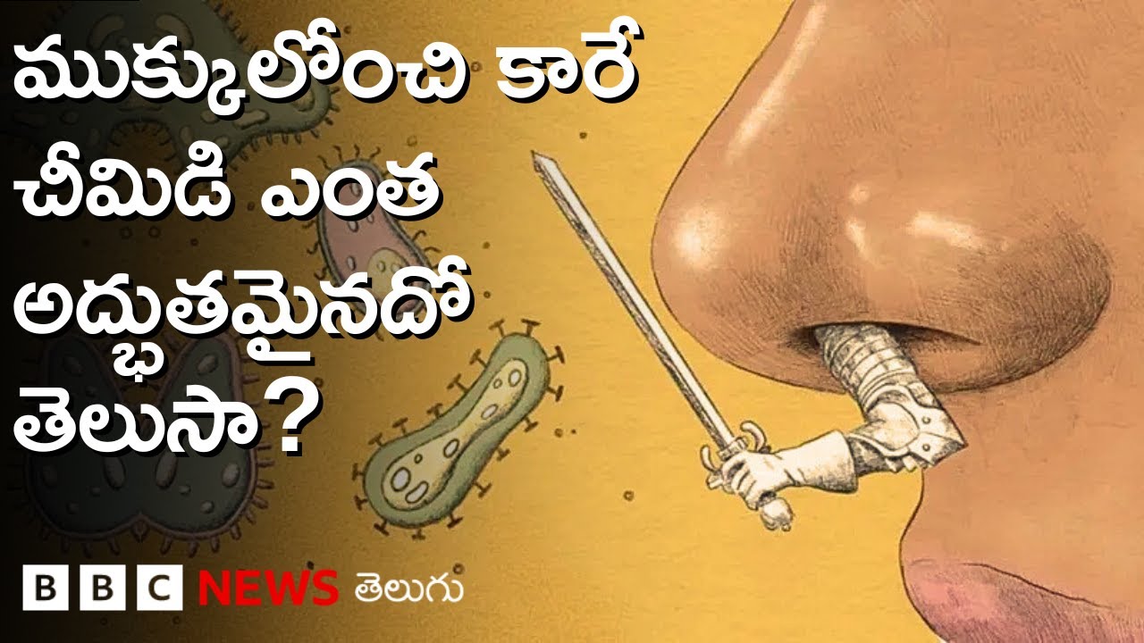 Human Snot: మనం అసహ్యించుకునే చీమిడి మనకు ఎలా మంచి చేస్తుందో తెలుసా? | BBC Telugu