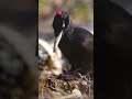 A Spring Walk in the Forest - Forest Wild Birds - BLACK WOODPECKER in Natural Habitat - #short 4