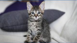 Rustys Rescue Redux
