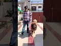 Real Tibetan Mastiff Owner Feedback | Tsewang Tibetan Mastiff Kennel | Scoobers #shorts