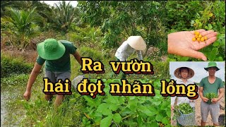 Ra vườn hái đọt nhãn lồng siêu non