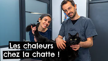 Comment s'occuper d'un chat en chaleur ?