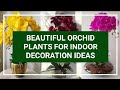 Orchid plants for indoor decoration ideas  orchids plant