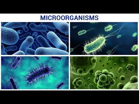 Microscopic world unicellular organisms