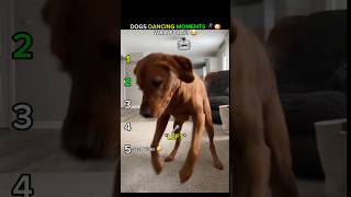 Dogs Dancing Moments Ranked