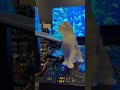😅🐈 #cat #catvideos #catlife