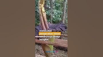 INDAH! PENAMPAKAN BUNGA BANGKAI MEKAR SEMPURNA DI SIJUNJUNG