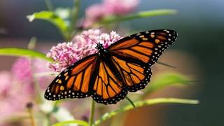 Butterfly Waltz/Abraham Mulder