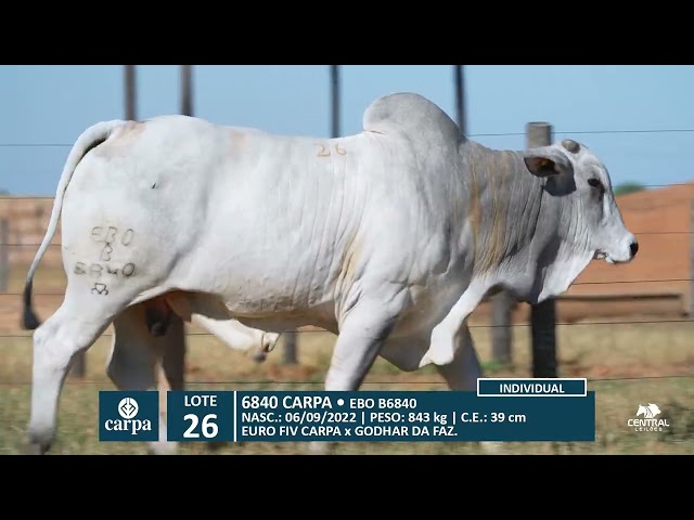 46º Mega Leilão Anual Carpa | LOTE 26